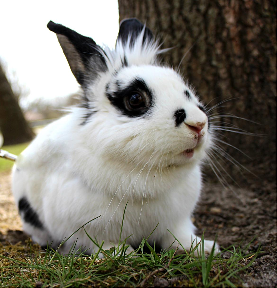 Kanin Skip billede 8