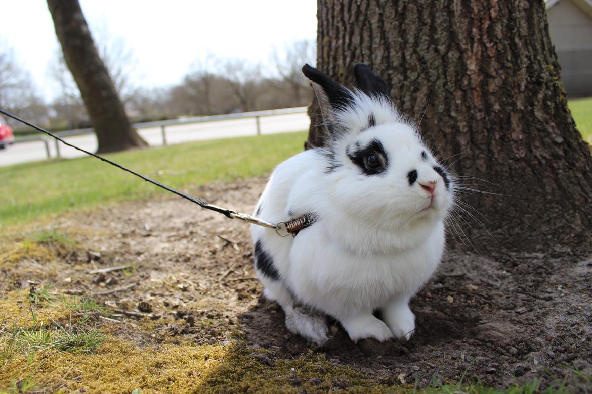 Kanin Skip billede 10