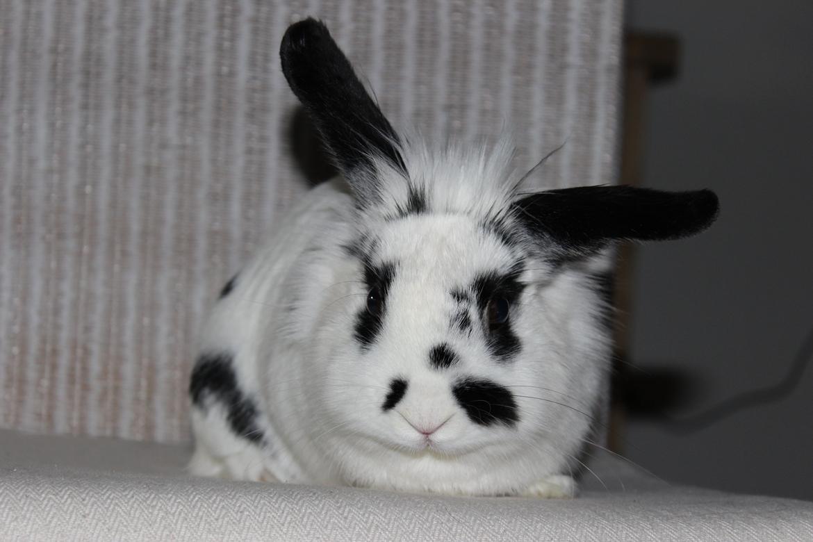 Kanin Skip billede 9
