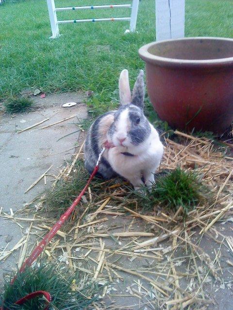 Kanin Nini - Nini var meget nysgerrig så jeg luftede hende for første gang dagen efter 
at hende og Nana ankom <3 billede 4