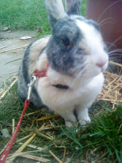 Kanin Nini - Nini var meget nysgerrig så jeg luftede hende for første gang dagen efter 
at hende og Nana ankom <3 billede 5