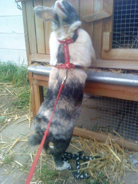 Kanin Nini - Nini var meget nysgerrig så jeg luftede hende for første gang dagen efter 
at hende og Nana ankom <3 billede 6