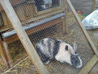 Kanin Nini - Nini var meget nysgerrig så jeg luftede hende for første gang dagen efter 
at hende og Nana ankom <3 billede 7