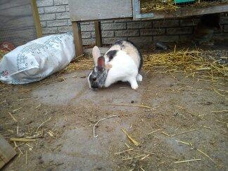 Kanin Nini - Nini var meget nysgerrig så jeg luftede hende for første gang dagen efter 
at hende og Nana ankom <3 billede 8