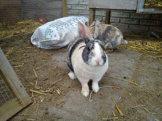 Kanin Nini - Nini og Nana er ude og løbe uden sele for første gang <3 billede 9