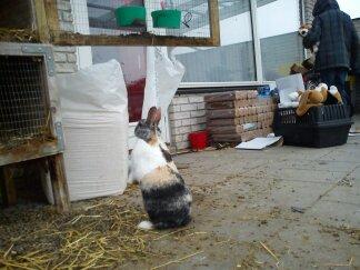 Kanin Nini - Nini var meget nysgerrig så jeg luftede hende for første gang dagen efter 
at hende og Nana ankom <3 billede 10