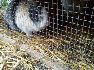 Kanin Nini - Dette billede er fra den dag jeg fik Nini og Nana hjem <3 billede 11