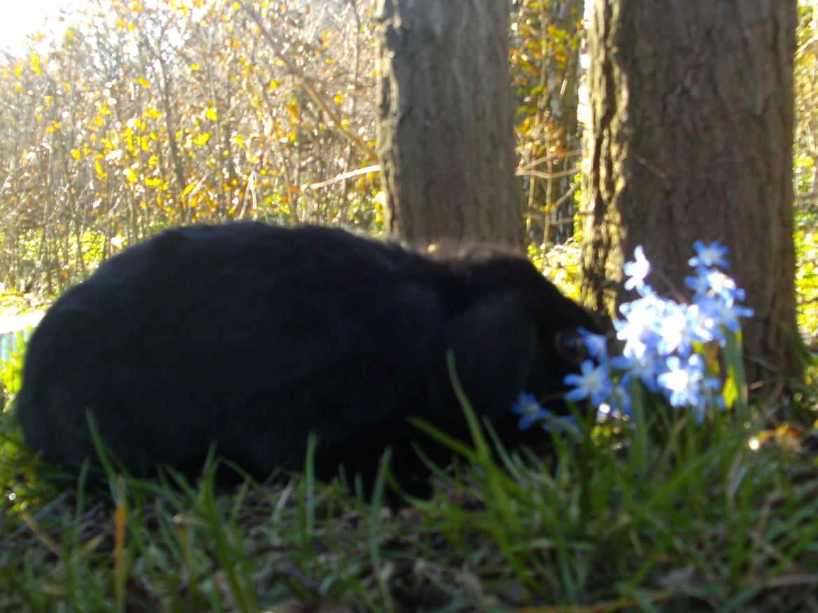 Kanin Satinskanin's Buller billede 3