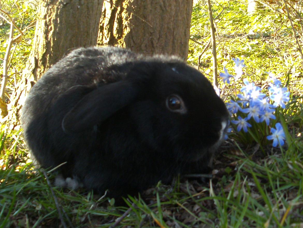 Kanin Satinskanin's Buller billede 4