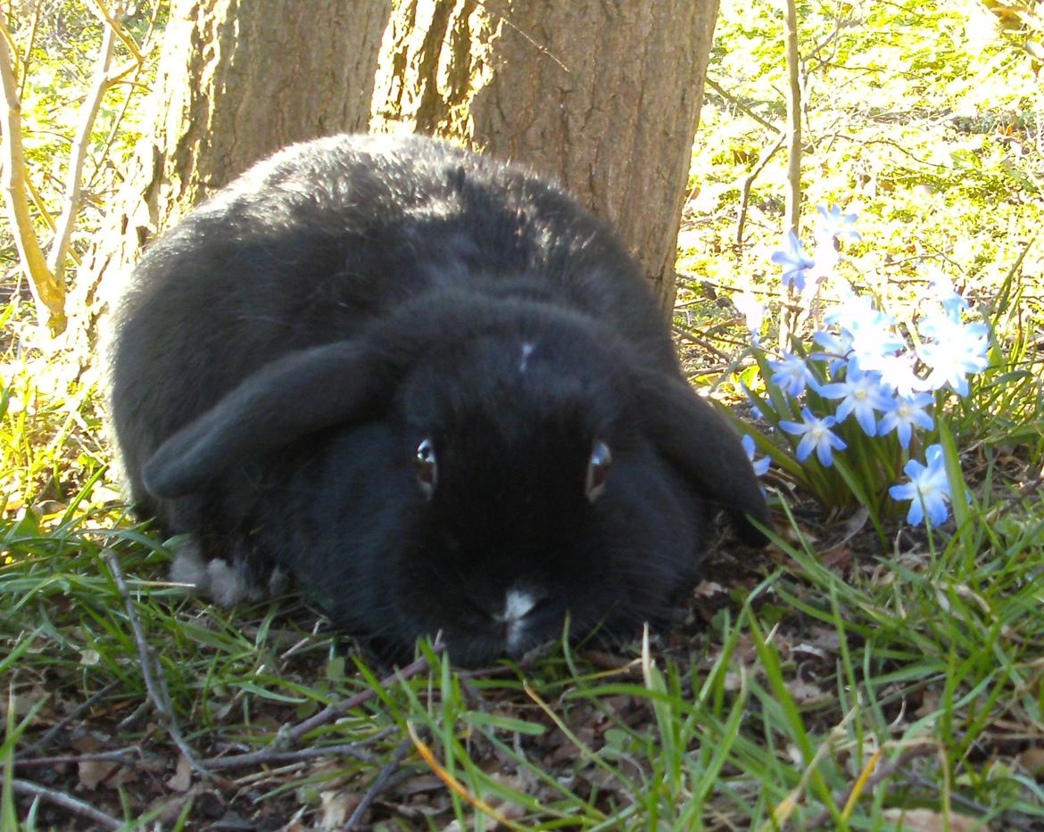 Kanin Satinskanin's Buller billede 5