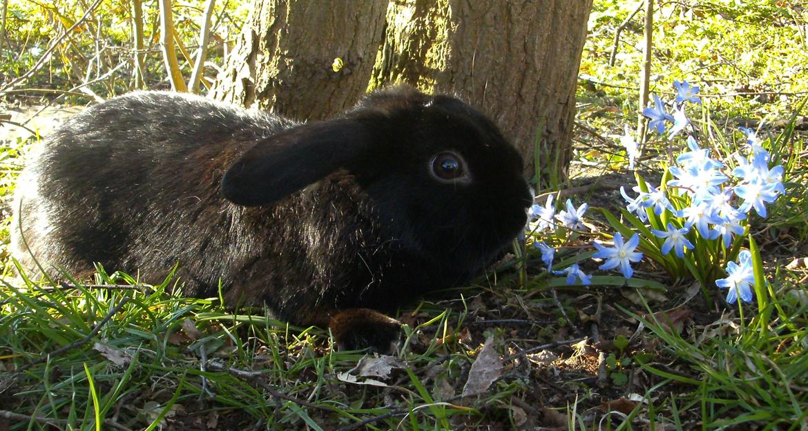 Kanin Satinskanin's Buller billede 6