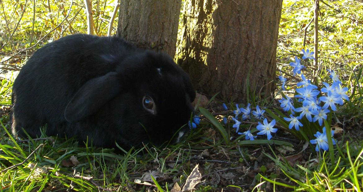 Kanin Satinskanin's Buller billede 7