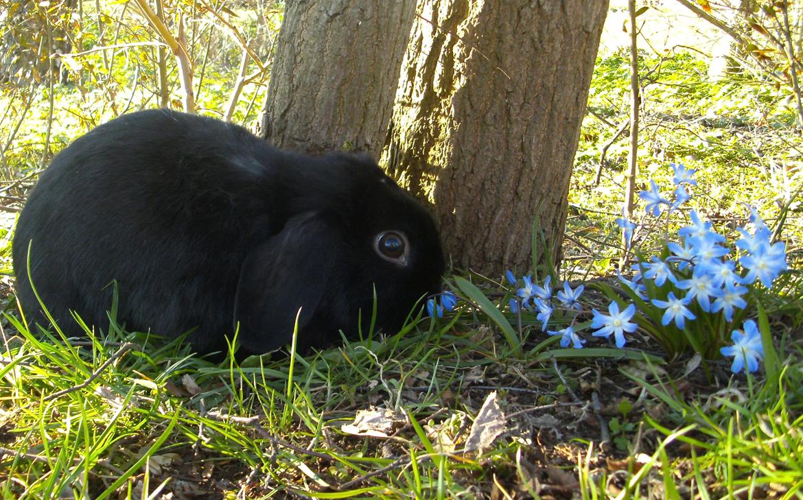 Kanin Satinskanin's Buller billede 8