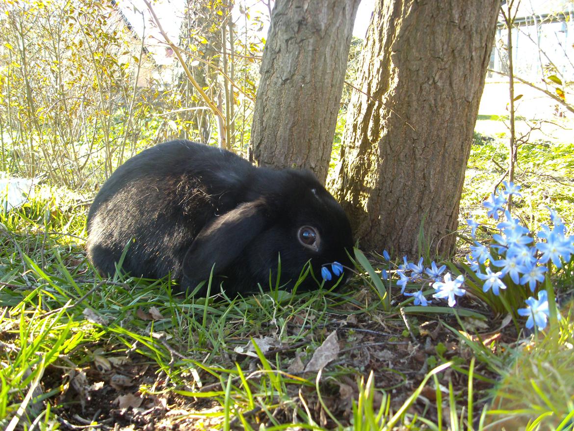 Kanin Satinskanin's Buller billede 9