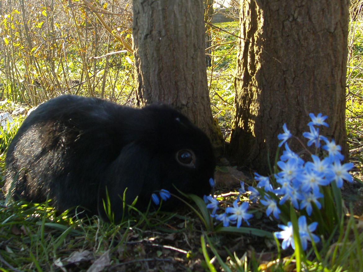 Kanin Satinskanin's Buller billede 1