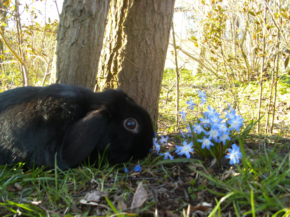 Kanin Satinskanin's Buller billede 10