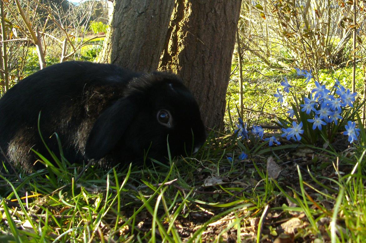 Kanin Satinskanin's Buller billede 11