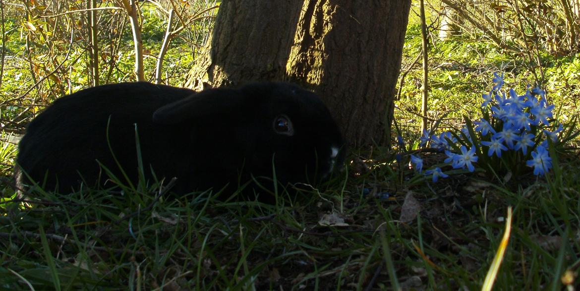 Kanin Satinskanin's Buller billede 2