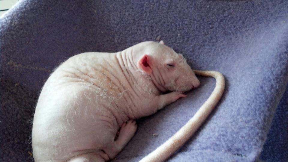 Tamrotte Shane billede 14