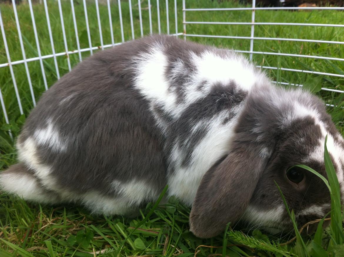 Kanin Nuggi billede 9