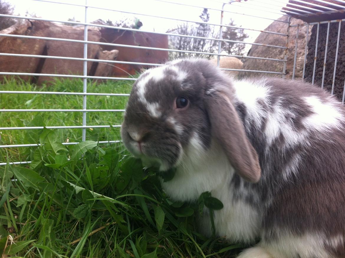 Kanin Nuggi billede 3