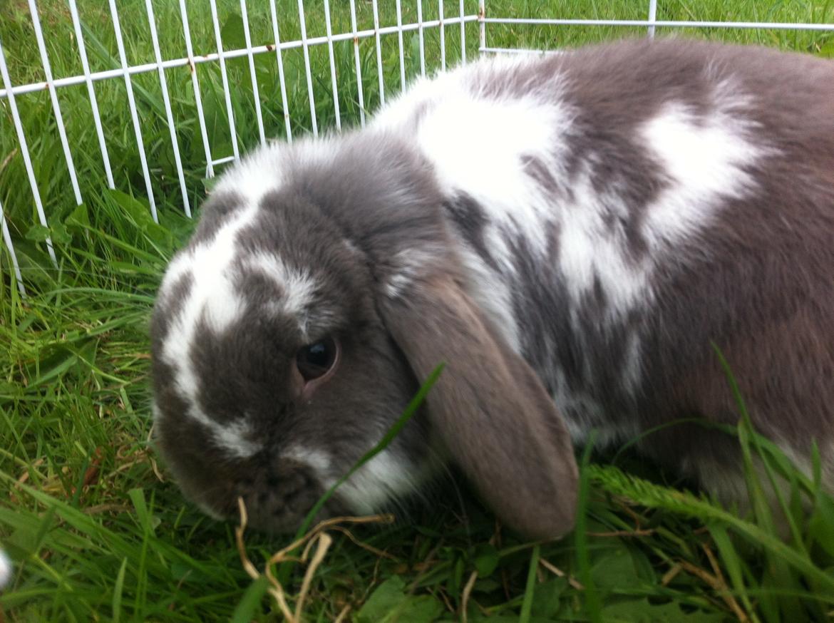 Kanin Nuggi billede 11