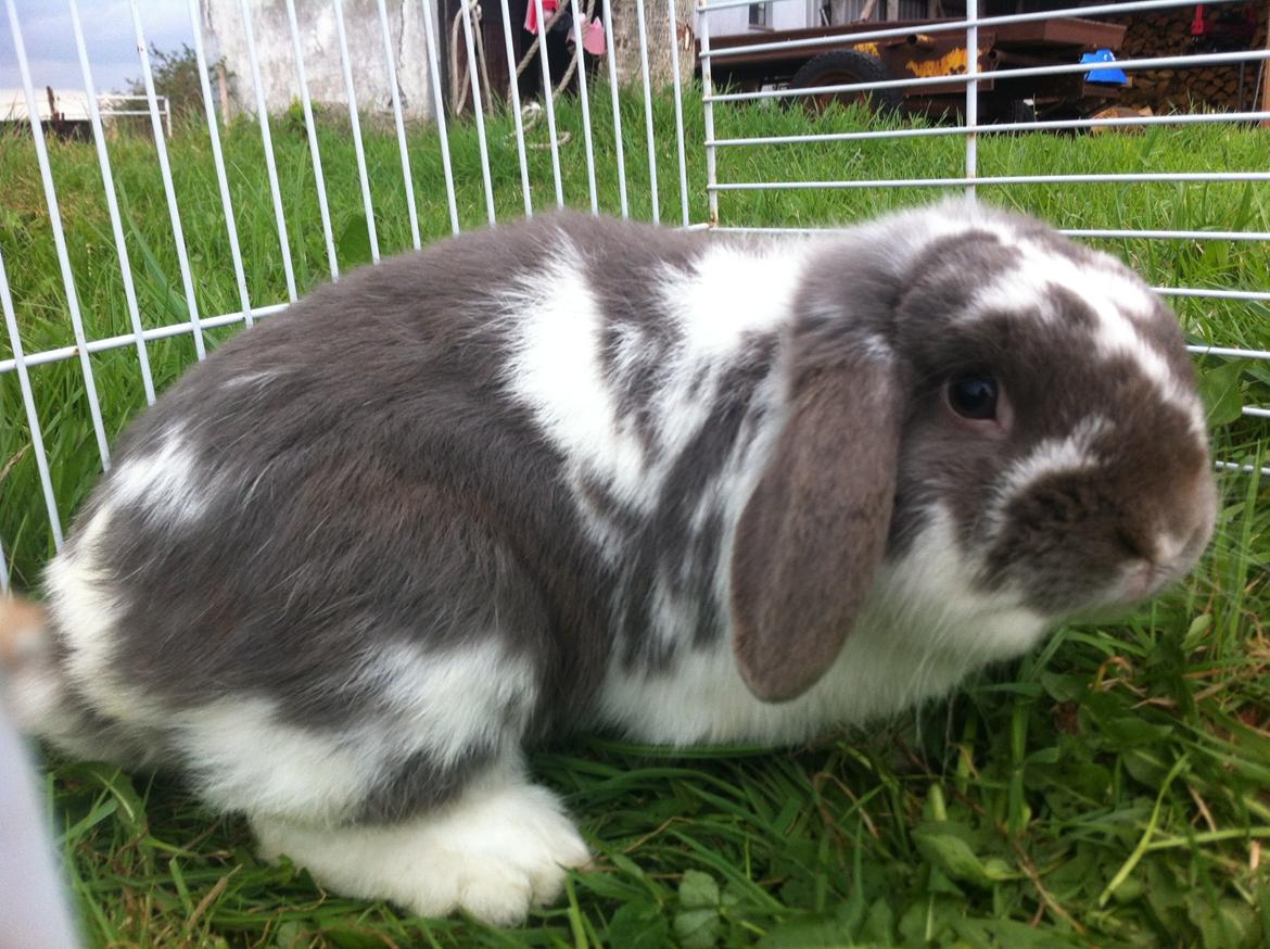 Kanin Nuggi billede 7