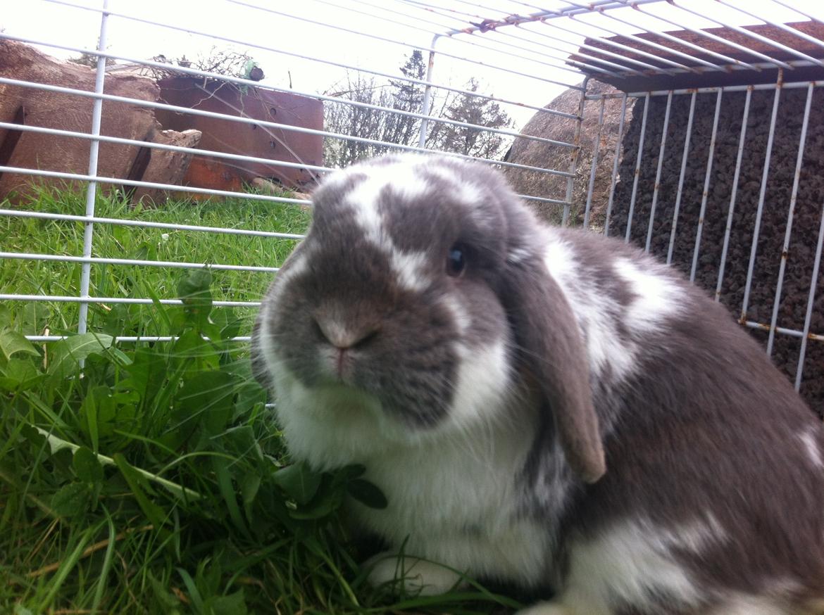 Kanin Nuggi billede 5