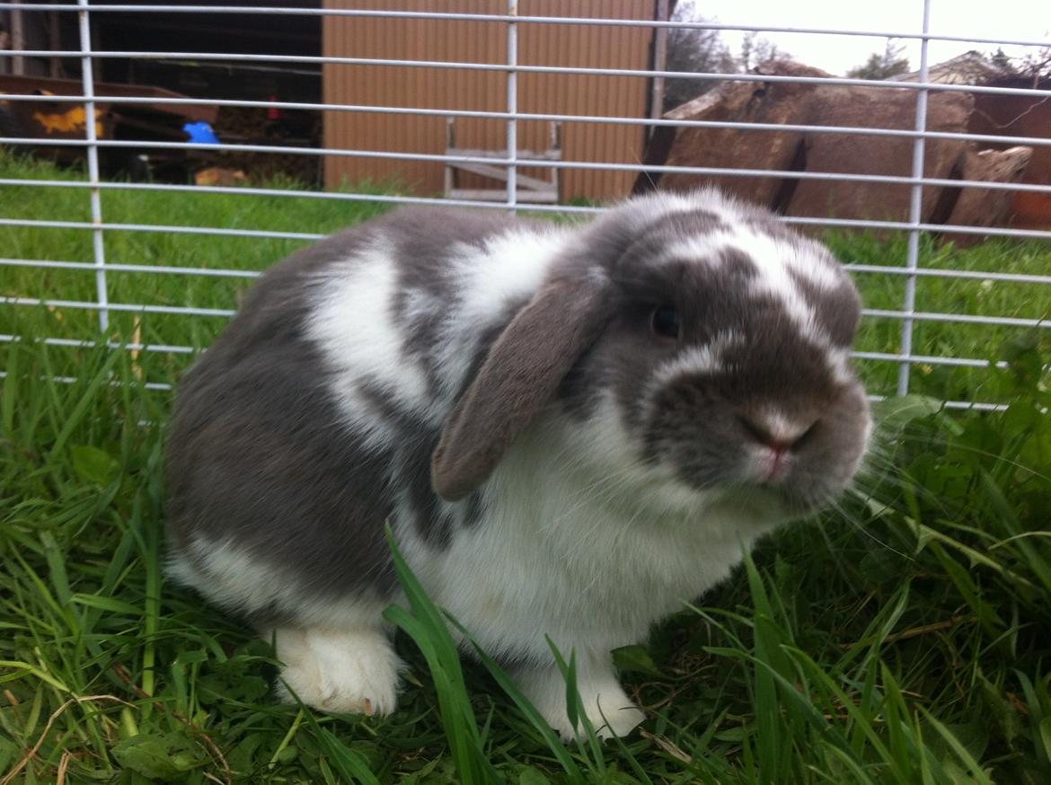 Kanin Nuggi billede 1