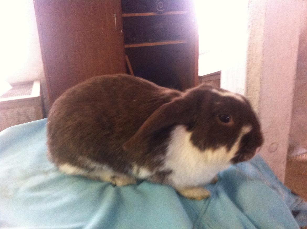 Kanin Kala billede 3