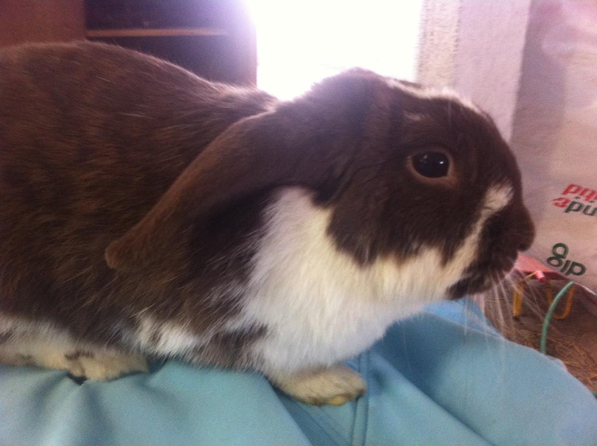 Kanin Kala billede 4