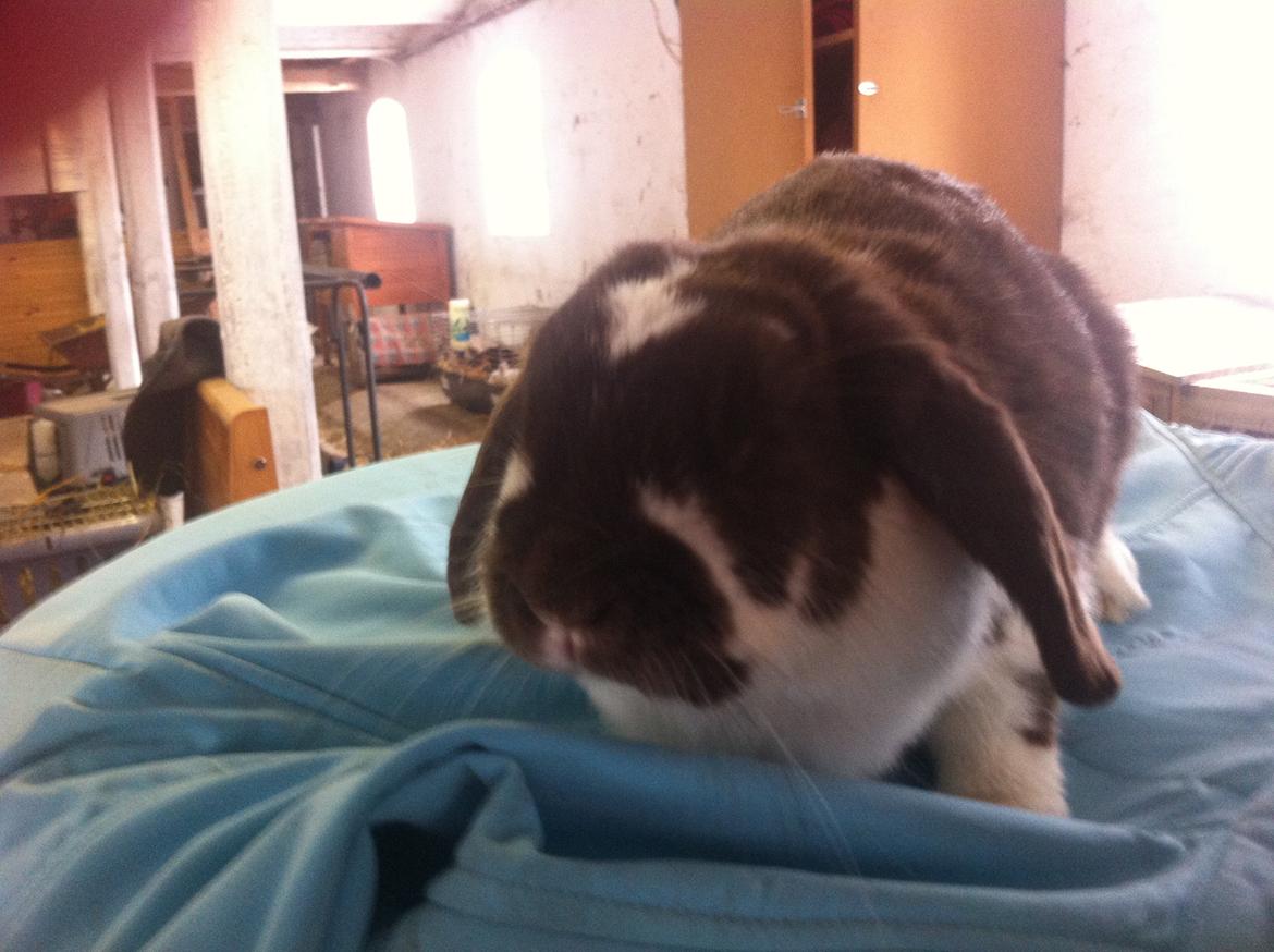 Kanin Kala billede 2