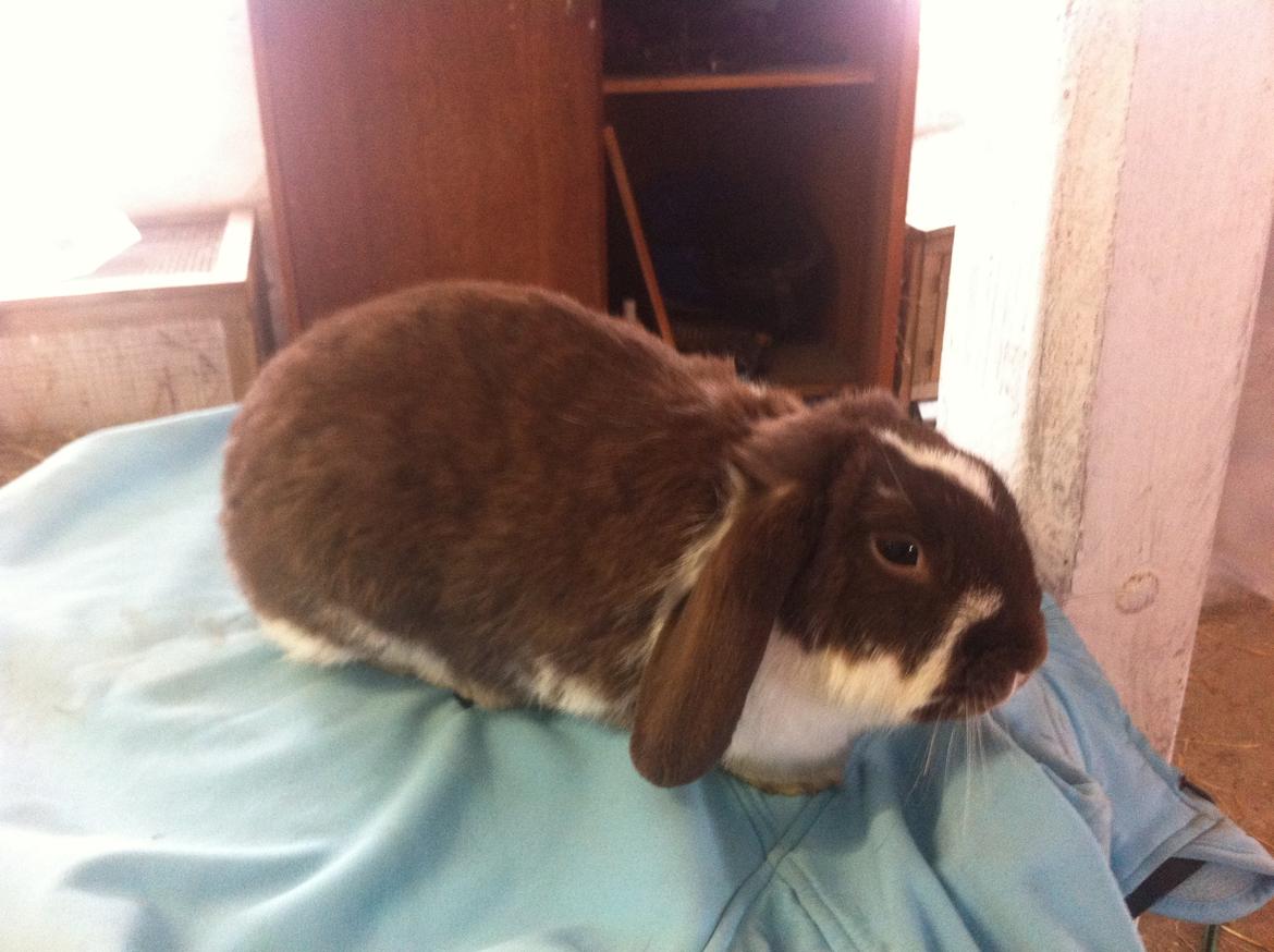 Kanin Kala billede 5