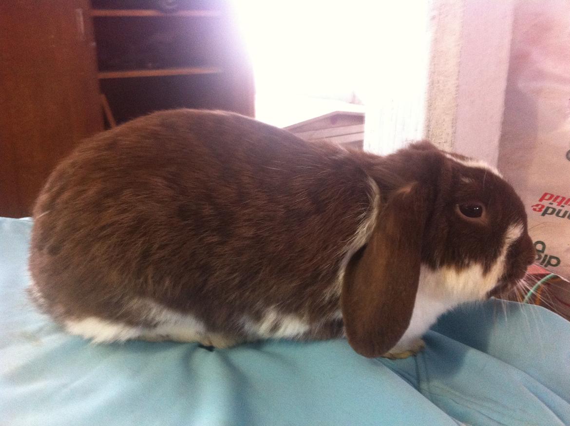 Kanin Kala billede 1