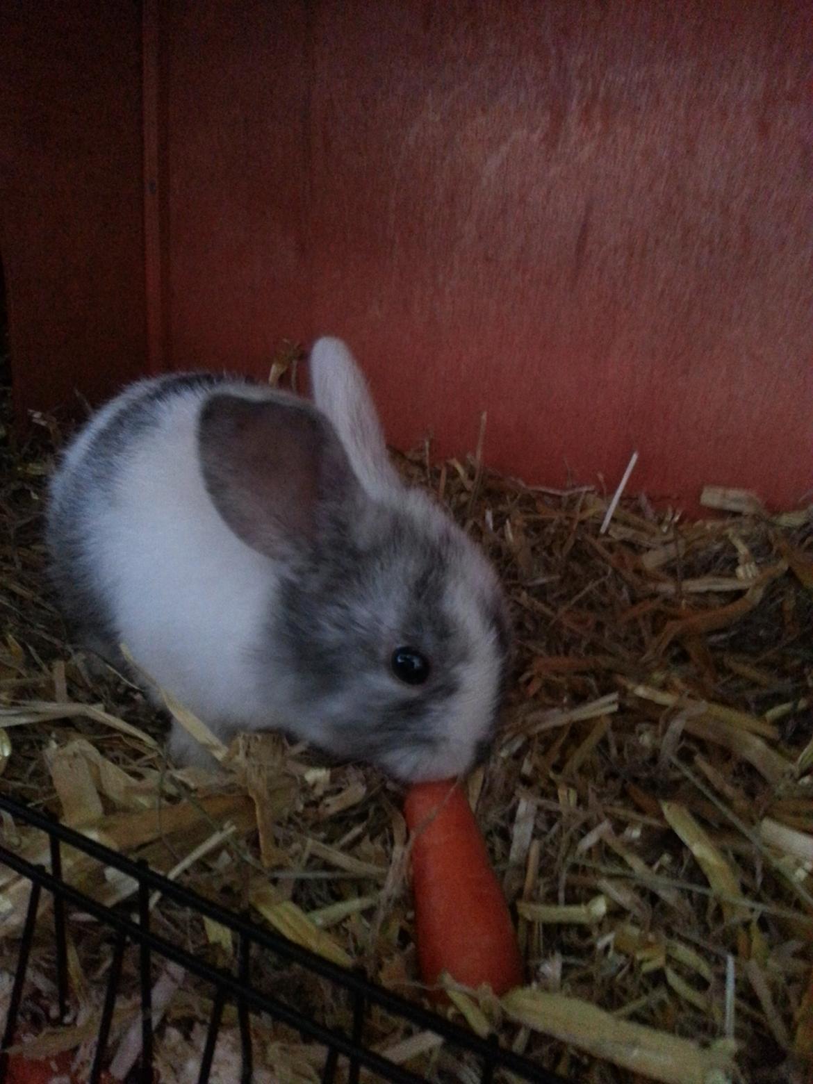 Kanin hr. skjødt R.I.P. d. 16 august 2013 billede 1