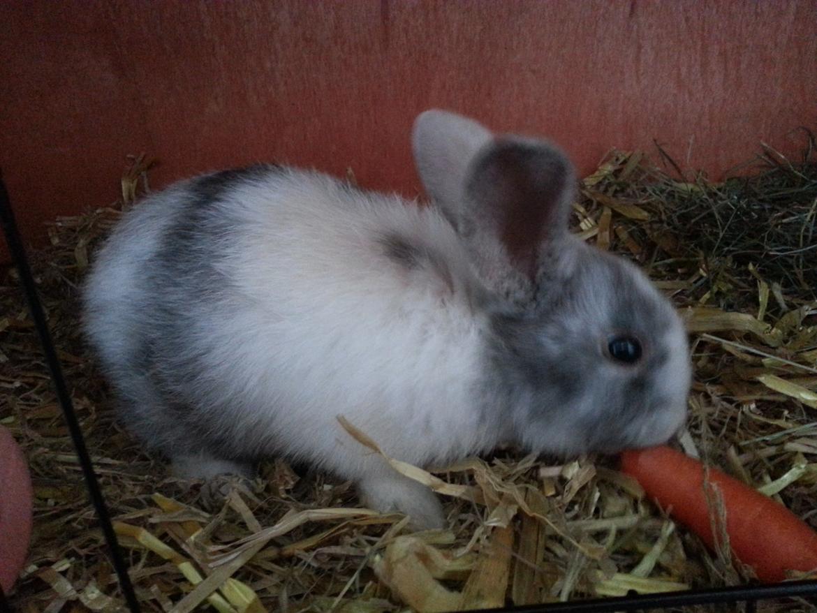 Kanin hr. skjødt R.I.P. d. 16 august 2013 billede 2