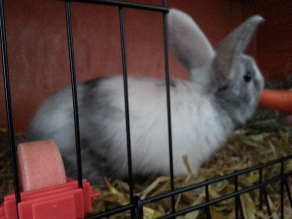 Kanin hr. skjødt R.I.P. d. 16 august 2013 billede 3