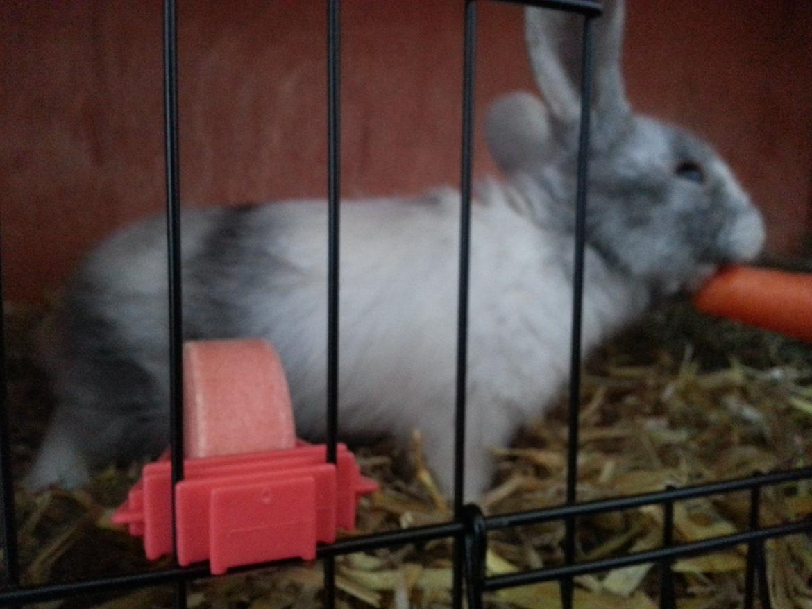 Kanin hr. skjødt R.I.P. d. 16 august 2013 billede 4