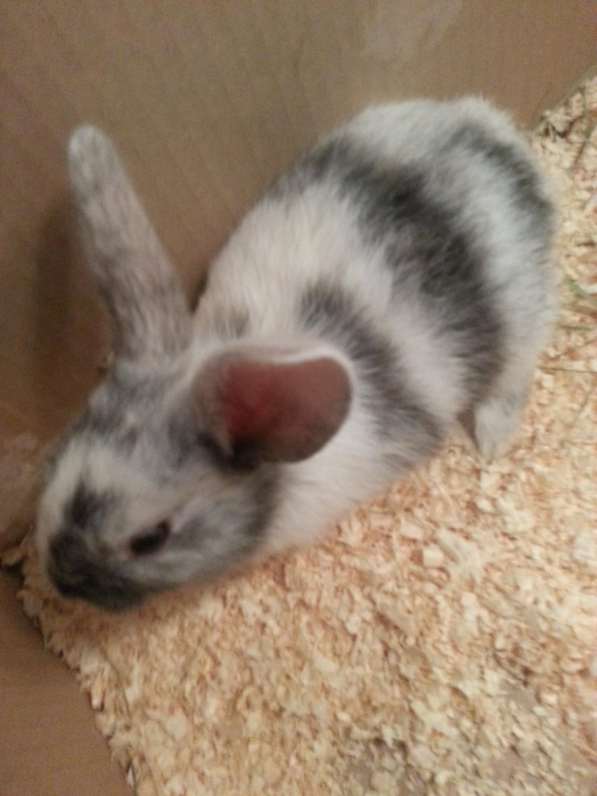 Kanin hr. skjødt R.I.P. d. 16 august 2013 billede 5