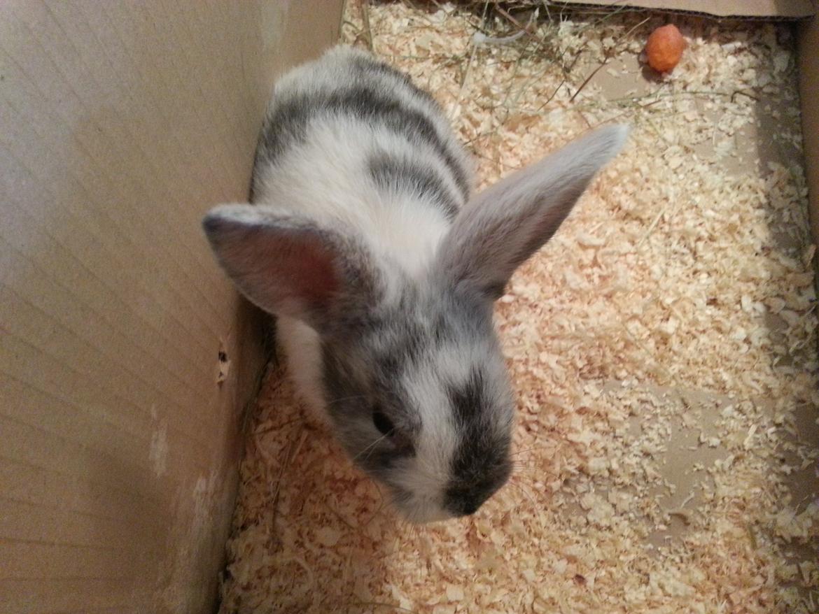 Kanin hr. skjødt R.I.P. d. 16 august 2013 billede 6