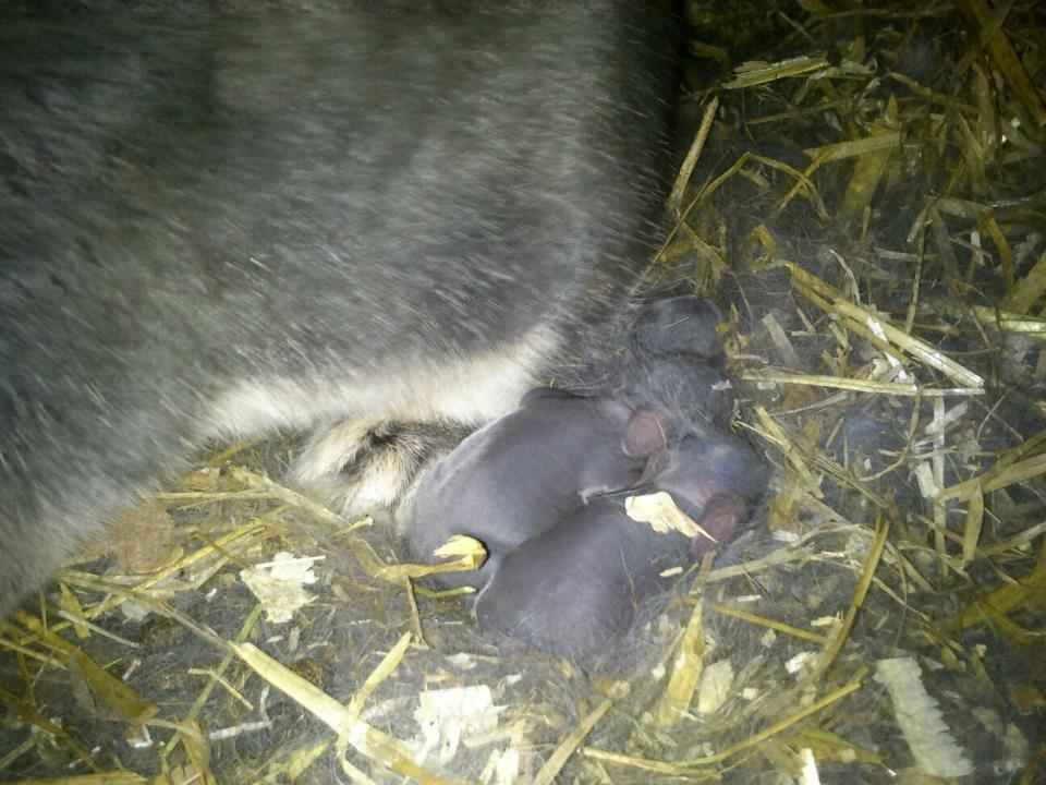 Kanin Ursula - Ursula og Tarzan har fået unger idag :) billede 4