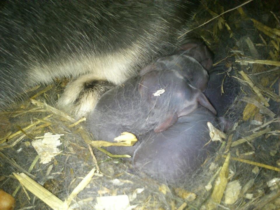 Kanin Ursula - Nyfødte blå ottere billede 5