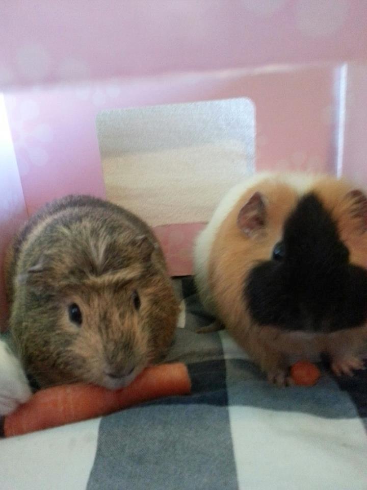 Marsvin Gustav - Gustav tv. Mahammed th. billede 2