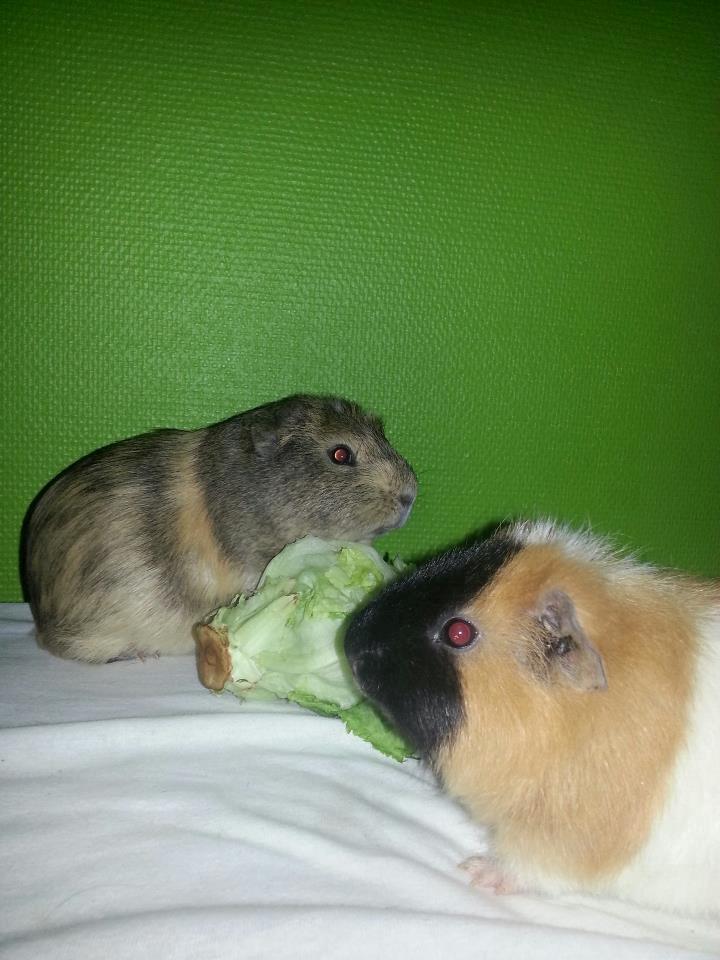 Marsvin Gustav billede 4