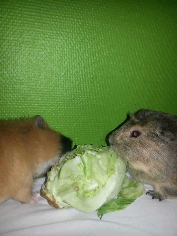 Marsvin Gustav billede 5