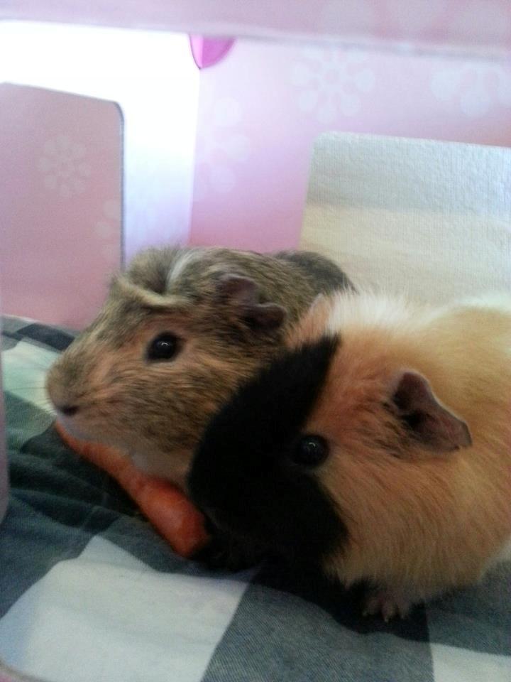 Marsvin Gustav billede 6