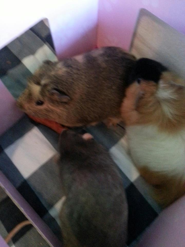 Marsvin Gustav billede 3