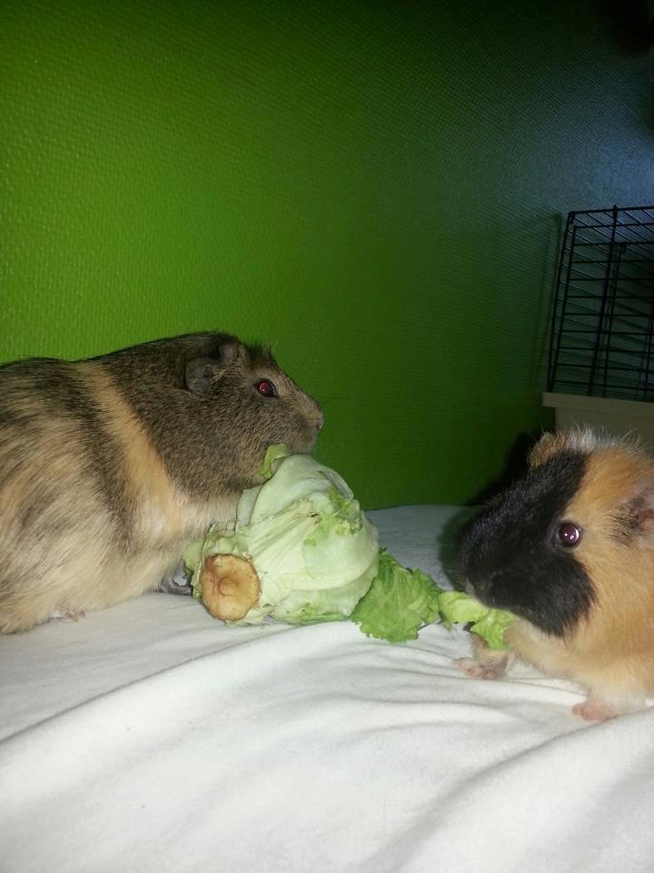 Marsvin Gustav billede 7