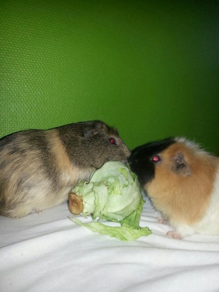 Marsvin Gustav billede 8