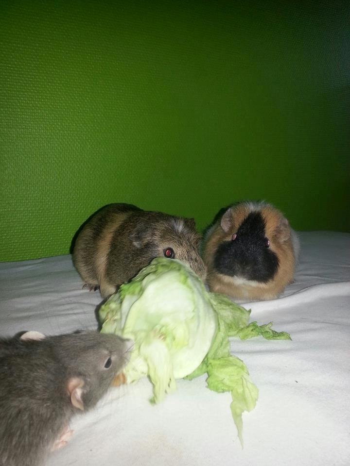 Marsvin Gustav - Gustav, Mahammed og Felix billede 9